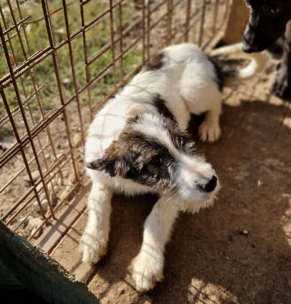 PAM - reserviert Tierhilfe Lebenswert DR 14.10. - vermittelt