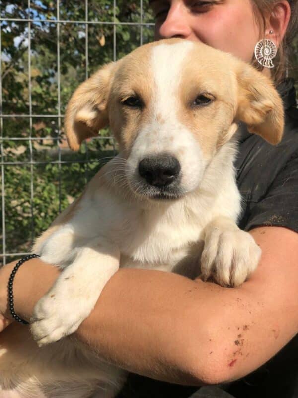 SINJA - reserviert 4animals vermittelt – Bild 2