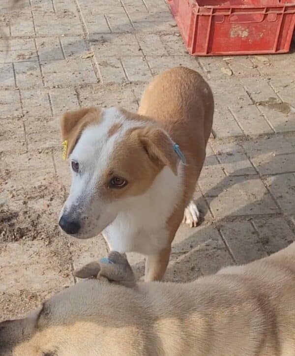 ALAN (♂) – Bild 13