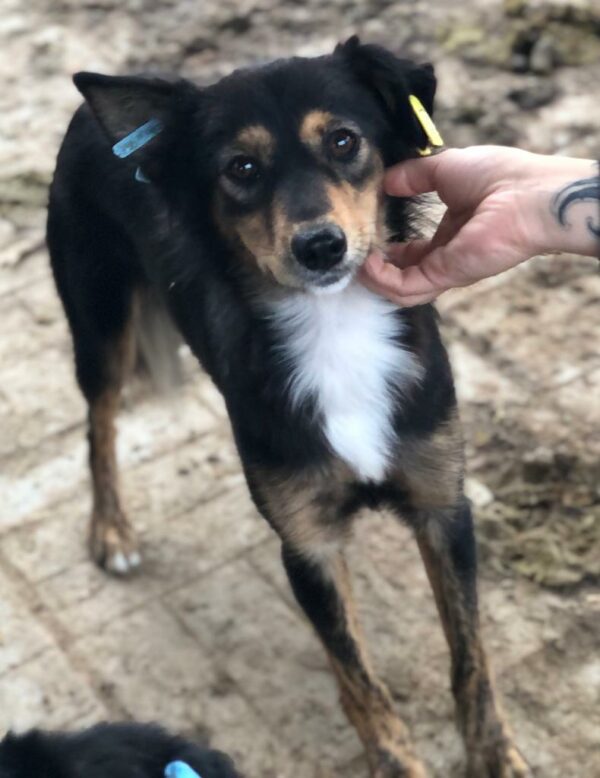TILLY - auf Pflegestelle in PLZ 6 vermittelt – Bild 2