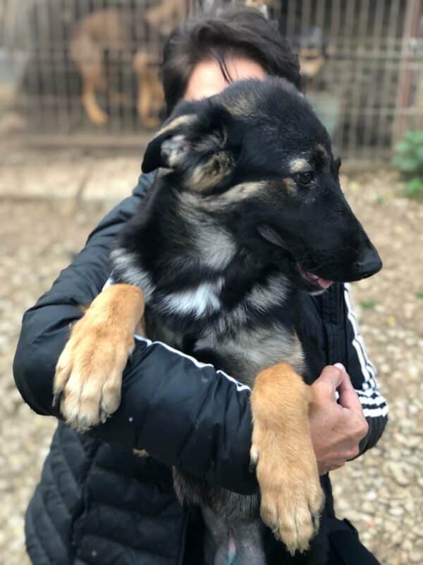 EMMIE (*EMMA) - reserviert für Tierhilfe Lebenswert vermittelt – Bild 2