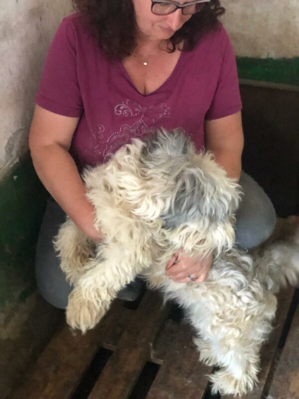 WEASLEY - reserviert TINO vermittelt – Bild 2