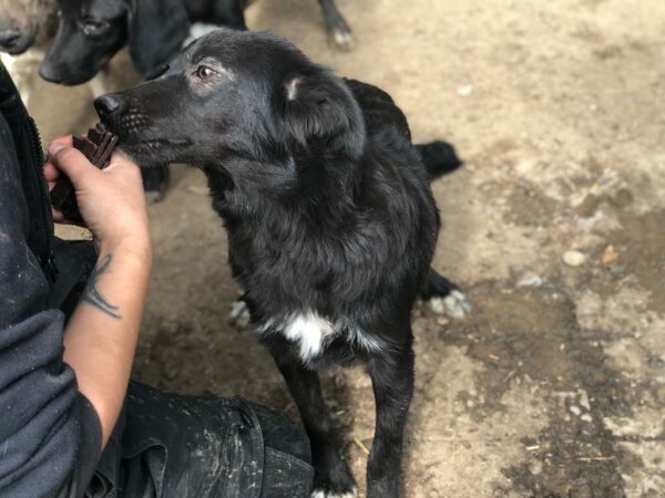 MIK - reserviert Hundescheune Fläming vermittelt – Bild 2