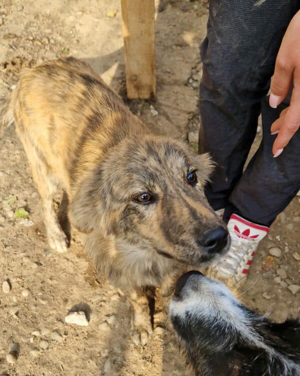 FINNY - reserviert Tierhilfe Lebenswert DR 21.10. - vermittelt – Bild 2