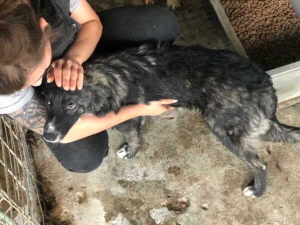 NURIA - reserviert Tierhilfe Lebenswert DR 02.11. - vermittelt – Bild 8
