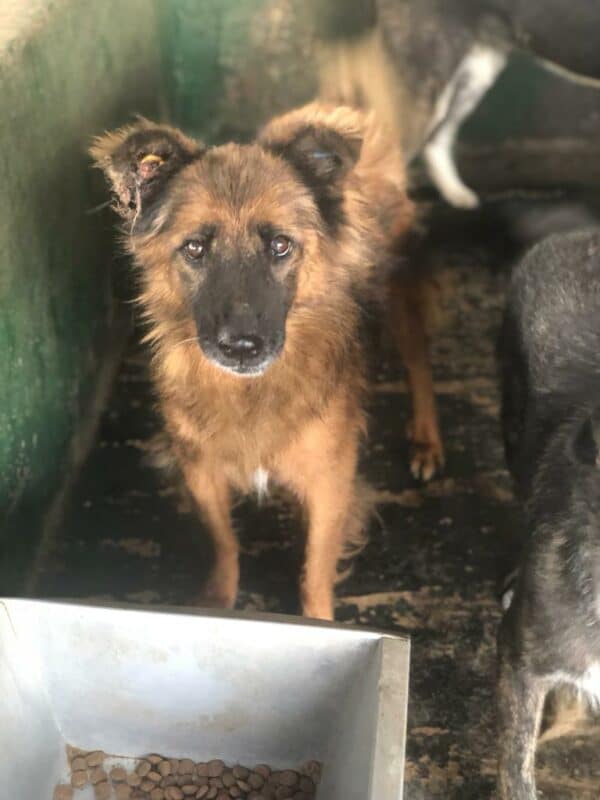 MARIFE - reserviert für Tierhilfe Lebenswert - vermittelt – Bild 2
