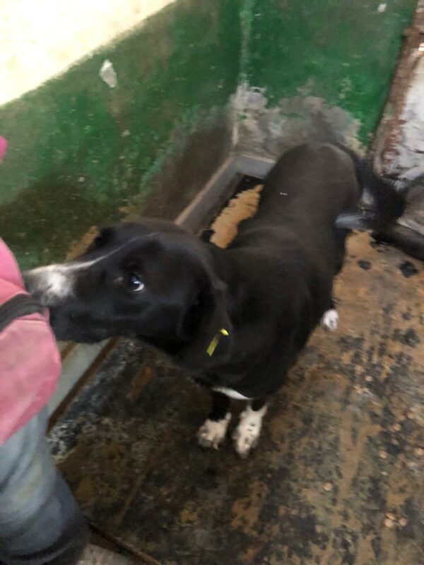 SAFIRA - seit mind. 10/2022 im Vetkennel! - reserviert Vierbeiner in Not - vermittelt – Bild 3
