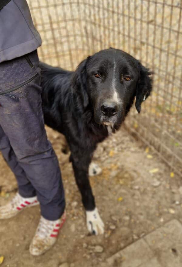 FELI - reserviert Kinder- und Tierschutzhof Hahnenberg - vermittelt – Bild 2