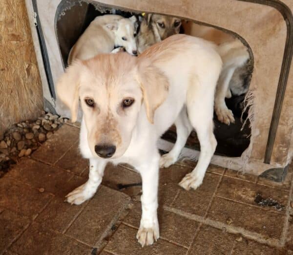 HEIDI - reserviert Hundescheune Fläming vermittelt – Bild 3