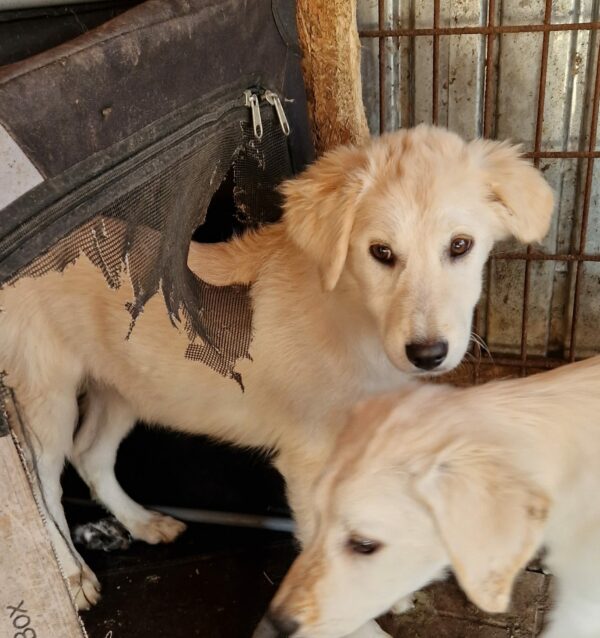 CHARLOTTE - sollte sehr zeitnah ausreisen - reserviert Hundescheune Fläming vermittelt – Bild 2