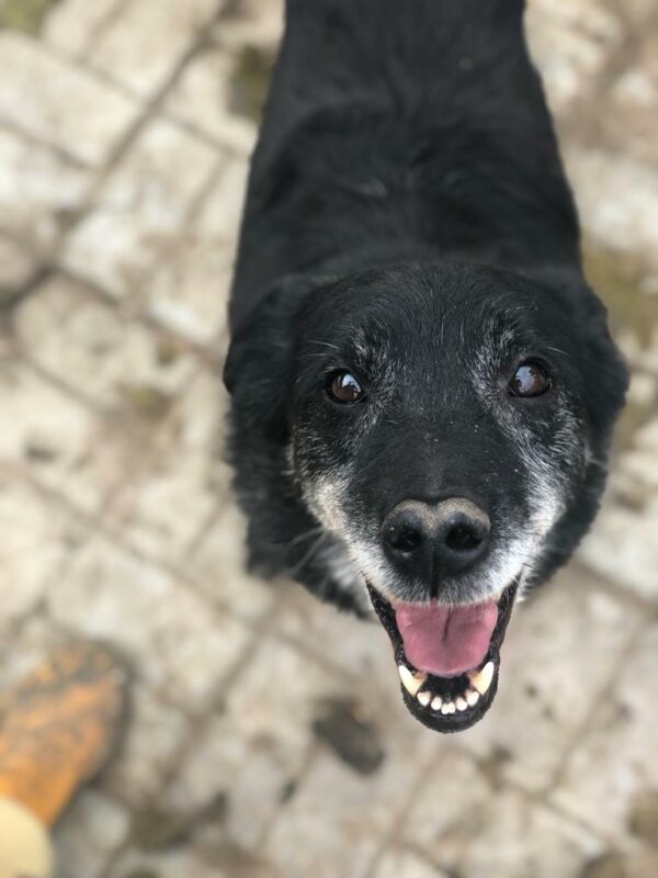 YORU - reserviert Betty  - vermittelt – Bild 5