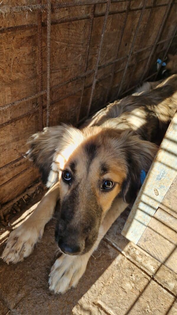 MOANA - kommt im Kennel nicht gut zurecht, ist zu bereits dünn - sollte dringend ausreisen! - reserviert Lika Schneider DR 24.10 - vermittelt – Bild 2