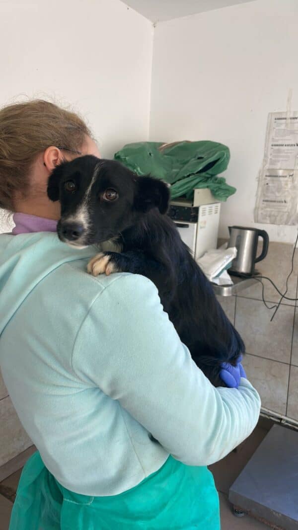 ITCHY - auf Pflegestelle in PLZ 24 - vermittelt – Bild 8