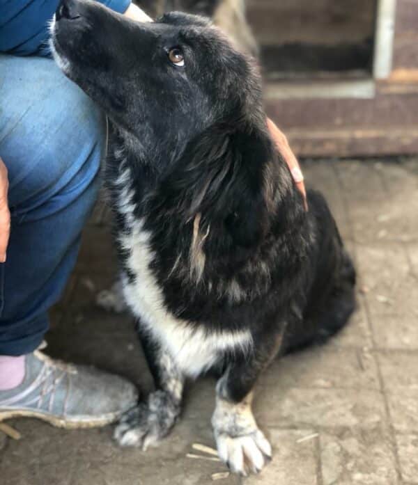 KALYPSO - reserviert JW vermittelt – Bild 2