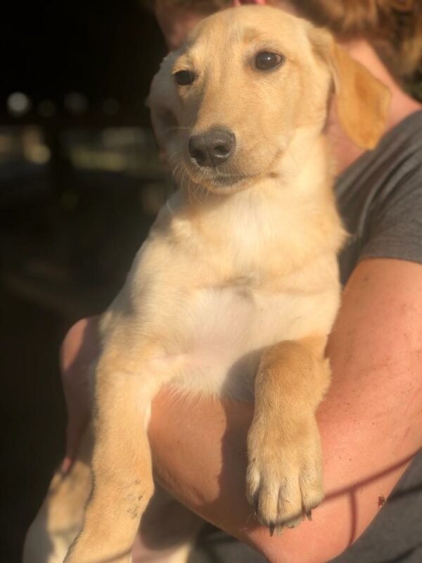 DAISY - reserviert NiWi - vermittelt – Bild 3