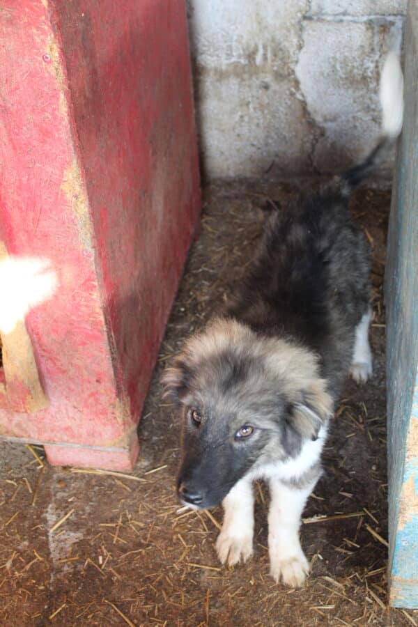FLUFFY - reserviert LS - vermittelt – Bild 2
