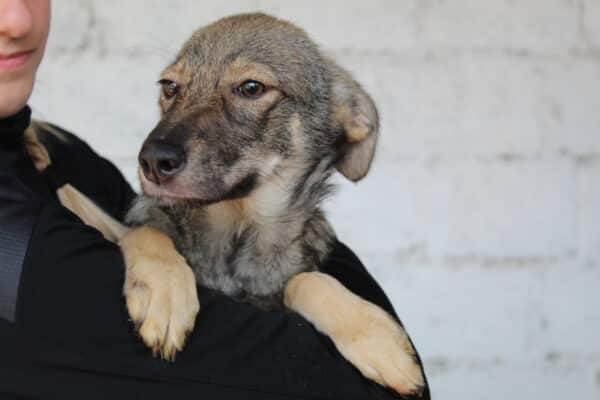 SINY - reserviert Tierhilfe Lebenswert DR 03.11. - vermittelt – Bild 2
