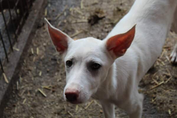 VALENTINE - reserviert Tierhilfe Lebenswert DR 21.10. - vermittelt – Bild 3