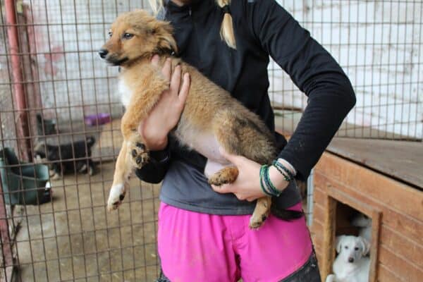 HOPE - reserviert SK - vermittelt – Bild 2