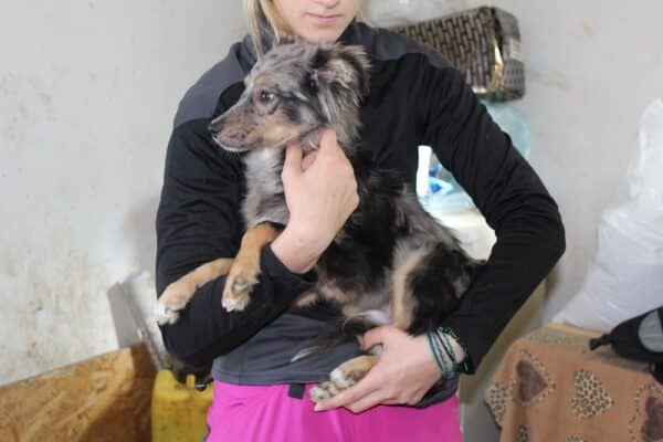 BLUE  – reserviert Tierhilfe Lebenswert DR 31.10. - vermittelt – Bild 2