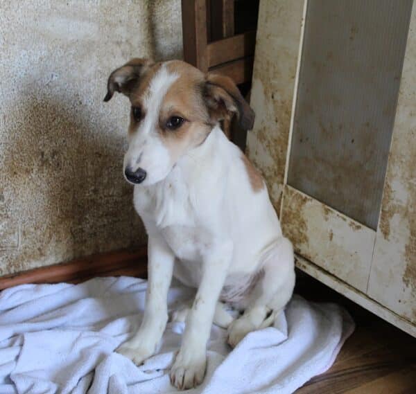 TABITHA - sollte zeitnah ausreisen -reserviert Tierhilfe Lebenswert DR 19.02. - vermittelt – Bild 3