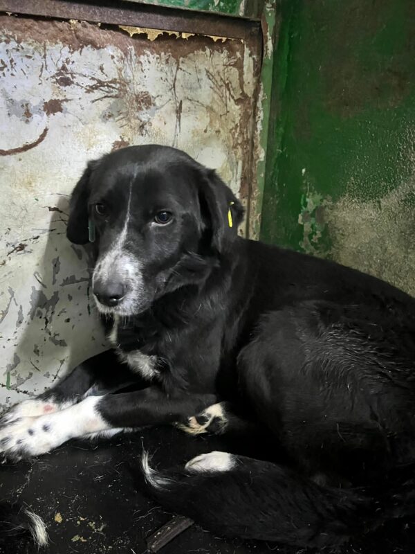 SAFIRA - seit mind. 10/2022 im Vetkennel! - reserviert Vierbeiner in Not - vermittelt – Bild 2