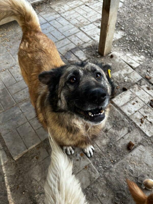 BELLINA (♀) – Bild 8