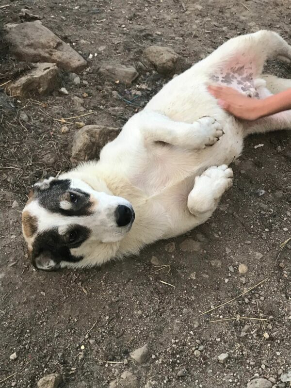 RUPERT - reserviert ELIZA/ Orga 10.03. - vermittelt – Bild 2
