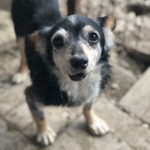 SCHNUFFEL - Notfall-Opi - reserviert PVA vermittelt