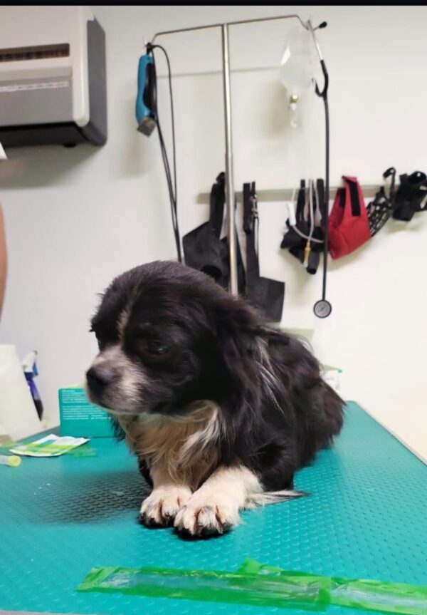 CHICCO - reserviert Tierhilfe Lebenswert DR (10.10.) - vermittelt – Bild 2