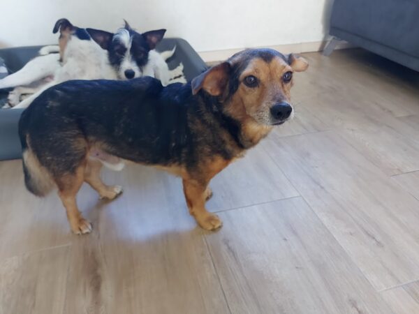 Flo in 58239 Schwerte *vermittelt* – Bild 2