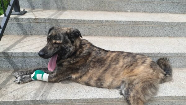 LUCIO - Gnadenplatzhund seit dem 31.08.2024 – Bild 11
