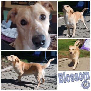Blossom (♂) in 56242 Ellenhausen - vermittelt