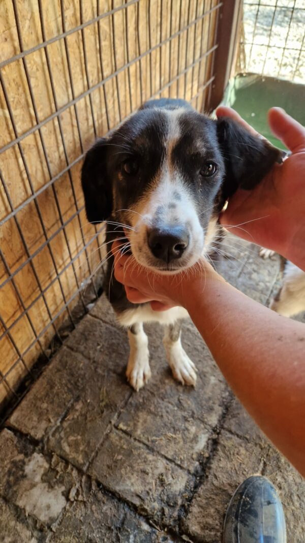 JESSY - reserviert Tierhilfe Lebenswert DR 13.11. - vermittelt – Bild 3