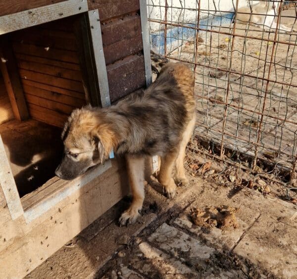 THEOPHIL - sollte baldmöglichst ausreisen - reserviert Tierhilfe Lebenswert DR 21.10. - vermittelt – Bild 3