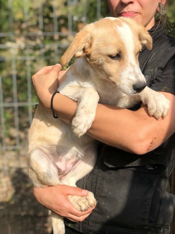 SINJA - reserviert 4animals vermittelt – Bild 3