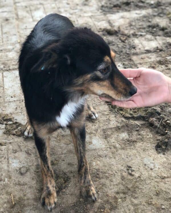 TILLY - auf Pflegestelle in PLZ 6 vermittelt – Bild 3