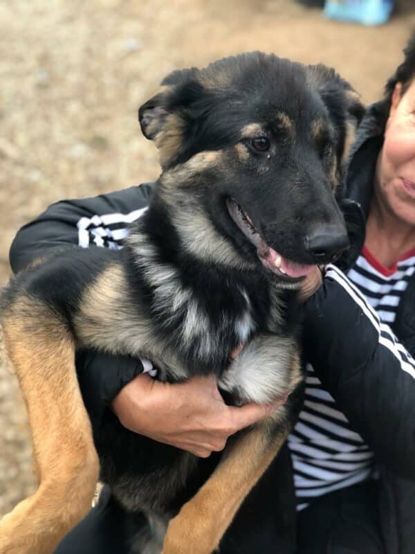 EMMIE (*EMMA) - reserviert für Tierhilfe Lebenswert vermittelt – Bild 3