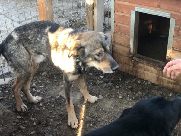 ILAY (♂) – Bild 3