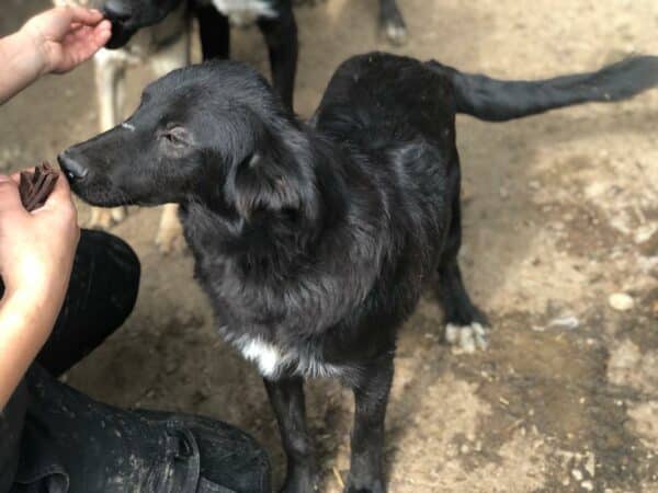 MIK - reserviert Hundescheune Fläming vermittelt – Bild 3