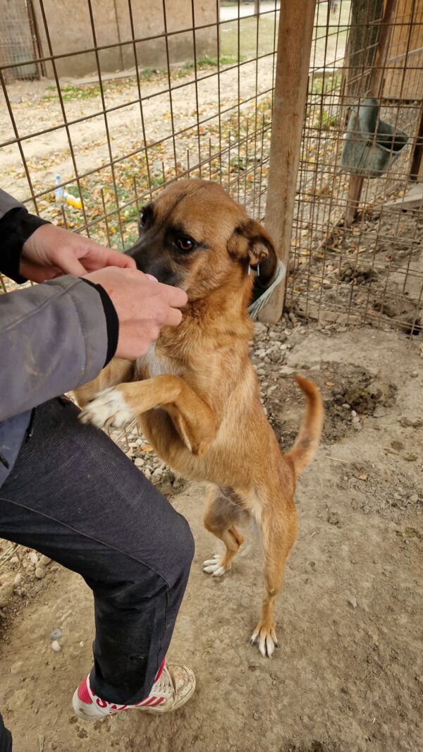 HELIA (♀) - ausgereist zu Tiere in Not Odenwald (PM) – Bild 13