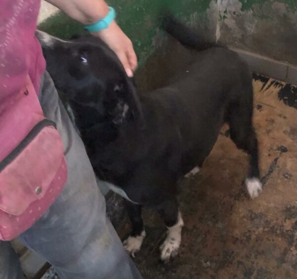 SAFIRA - seit mind. 10/2022 im Vetkennel! - reserviert Vierbeiner in Not - vermittelt – Bild 4