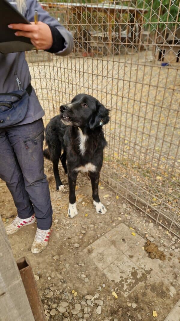 FELI - reserviert Kinder- und Tierschutzhof Hahnenberg - vermittelt – Bild 3