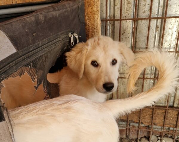 CHARLOTTE - sollte sehr zeitnah ausreisen - reserviert Hundescheune Fläming vermittelt – Bild 3
