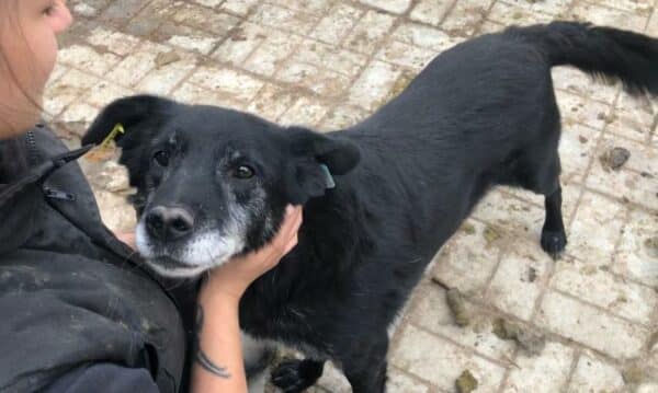 YORU - reserviert Betty  - vermittelt – Bild 6