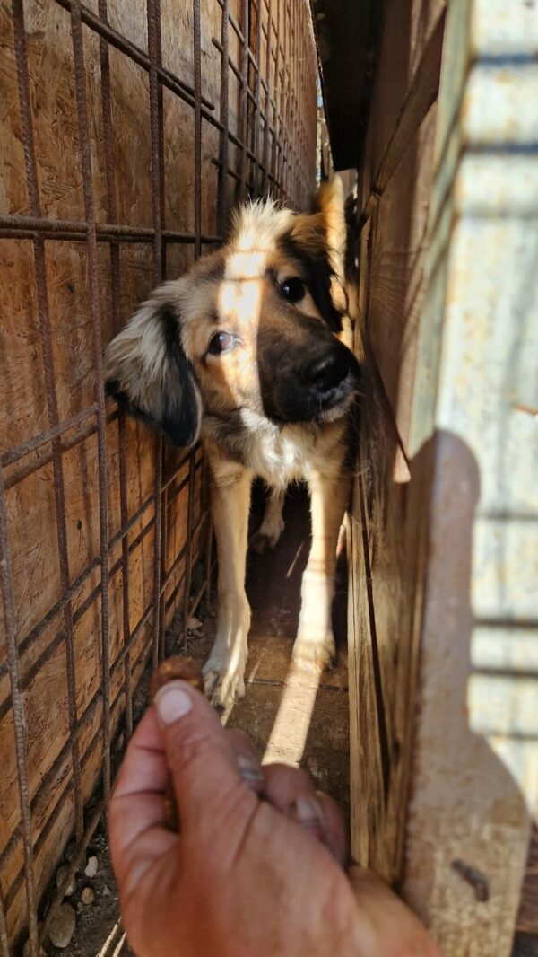 MOANA - kommt im Kennel nicht gut zurecht, ist zu bereits dünn - sollte dringend ausreisen! - reserviert Lika Schneider DR 24.10 - vermittelt – Bild 3