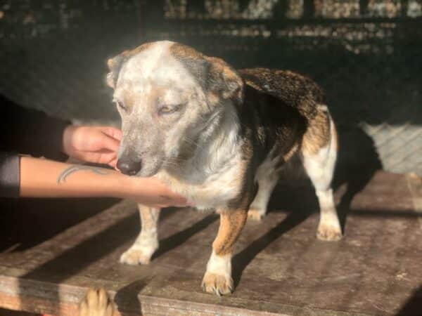 HANNI - auf Pflegestelle in PLZ 3 *vermittelt* – Bild 4