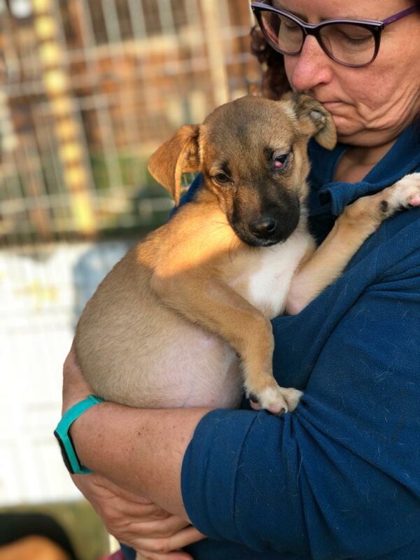 TANE - Notfall (durchtrittig + Cherry Eye) - reserviert TH Burgdorf vermittelt – Bild 4
