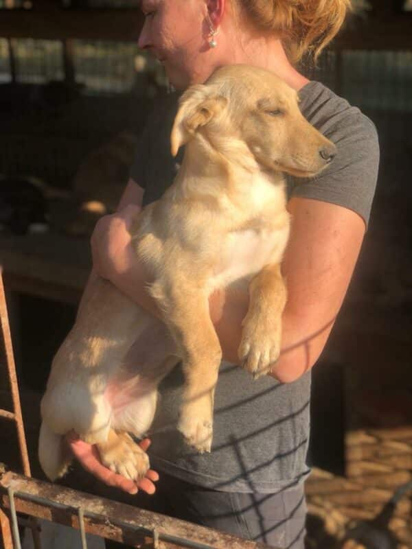 DAISY - reserviert NiWi - vermittelt – Bild 4