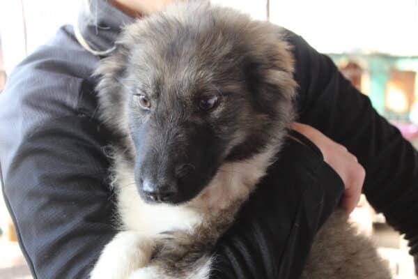 FLUFFY - reserviert LS - vermittelt – Bild 3